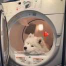 Happy哥🐶Cium