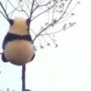 引信