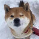 羽臻呢
