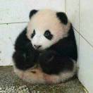 徐鹏飞