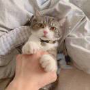 猫咪请小心轻放