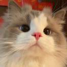 小肥猫会武功
