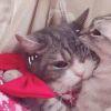 小猫爱睡觉(-_-) zzz