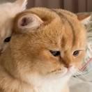 Sɪʟᴇɴᴛ໊ོ