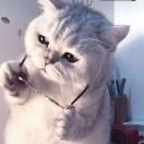 龙猫蜉蝣