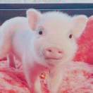 Pigguo