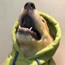 罗雨扬