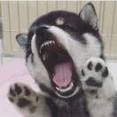 张小盒