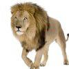 狮子王