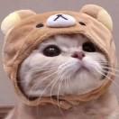 大猫