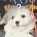 XM.