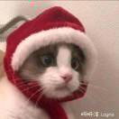 译
