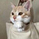 许