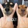 耶以