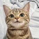 猫猫统治地球！！！