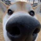 A_