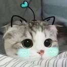 小猫咪