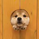 放镸聿