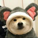 落一地秋