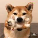 U＾ェ＾U