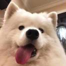 檬