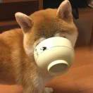 碗糕