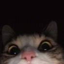 肆