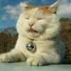 肥猫