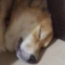 鞪爞
