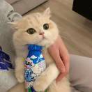 烦烦