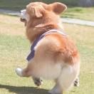 Single dog