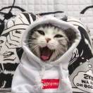 神に加護がない