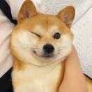 松岛小熊.
