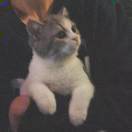 山雨欲来花满楼