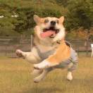岚