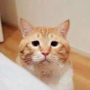 @ 氵告